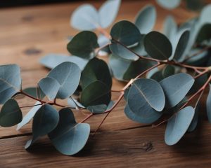 Hoja del aceite esencial de eucalipto, ideal para aliviar el estrés, despejar las vías respiratorias y revitalizar la mente. Perfecto para aromaterapia y masajes.