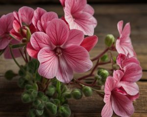 Flor del aceite esencial de geranio, ideal para aliviar el estrés, equilibrar las emociones y mejorar la piel. Perfecto para aromaterapia y masajes.