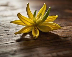 Flor del aceite esencial de ylang ylang, ideal para aliviar el estrés, elevar el ánimo y promover la sensualidad. Perfecto para aromaterapia y masajes.