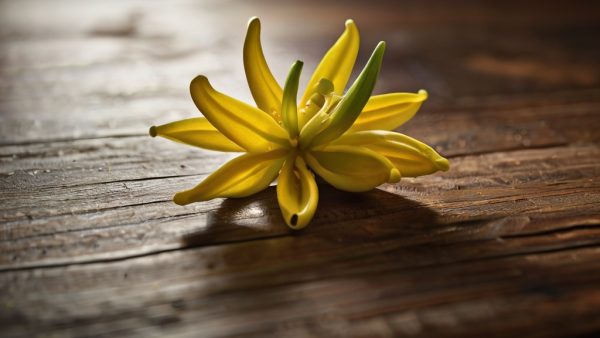 Flor del aceite esencial de ylang ylang, ideal para aliviar el estrés, elevar el ánimo y promover la sensualidad. Perfecto para aromaterapia y masajes.