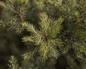 Madera del aceite esencial de cedro , ideal para aliviar el estrés, promover la relajación y mejorar la claridad mental. Perfecto para aromaterapia y masajes.