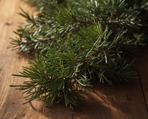 Árbol del aceite esencial de ciprés, ideal para aliviar el estrés, mejorar la circulación y promover la relajación. Perfecto para aromaterapia y masajes.