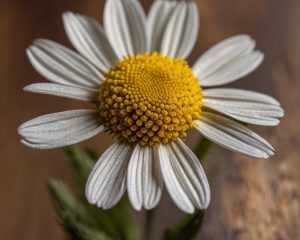 Flor del aceite esencial de manzanilla romana diluido, ideal para aromaterapia, alivio del estrés, mejora del sueño y cuidado de la piel sensible.