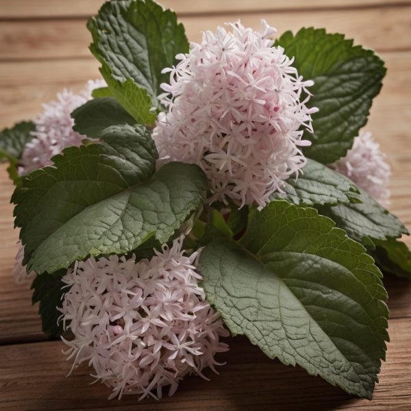 Hoja del aceite esencial de pachulí, ideal para aliviar el estrés, equilibrar las emociones y mejorar la piel. Perfecto para aromaterapia y masajes.