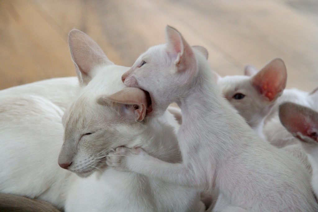 kitten, playful, siamese