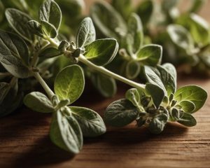 Aceite Esencial de Oregano